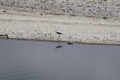 Himantopus mexicanus