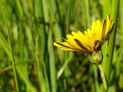 Taraxacum hollandicum