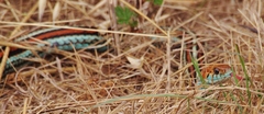 Thamnophis sirtalis tetrataenia