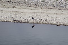 Himantopus mexicanus