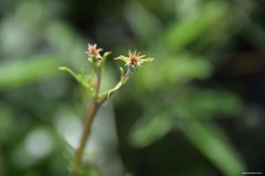 Centaurea melitensis
