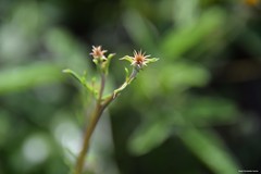Centaurea melitensis