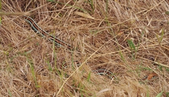 Thamnophis sirtalis tetrataenia