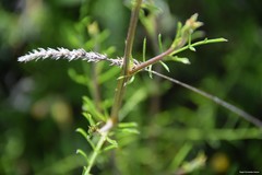Centaurea melitensis