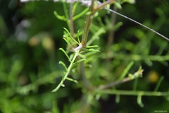 Centaurea melitensis