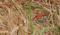 Thamnophis sirtalis tetrataenia