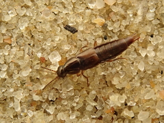 Raphirus