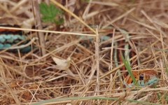 Thamnophis sirtalis tetrataenia