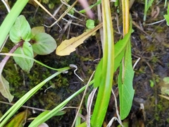 Taraxacum hollandicum