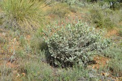 Cistus atriplicifolius