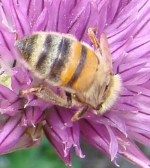 Apis mellifera