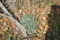 Lavandula latifolia