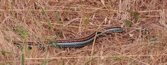 Thamnophis sirtalis tetrataenia