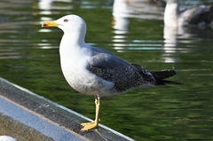 Larus michahellis