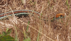 Thamnophis sirtalis tetrataenia