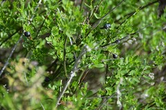 Chrysojasminum fruticans