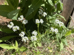 Valerianella amarella