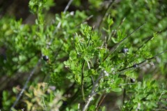 Chrysojasminum fruticans