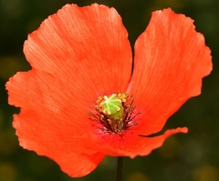 Papaver pinnatifidum