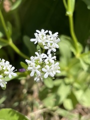 Valerianella amarella
