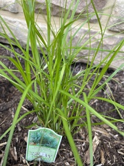 Carex muskingumensis