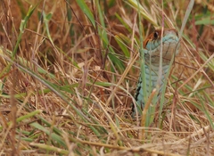 Thamnophis sirtalis tetrataenia