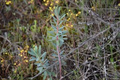 Euphorbia nicaeensis