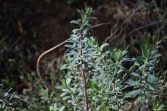 Euphorbia nicaeensis