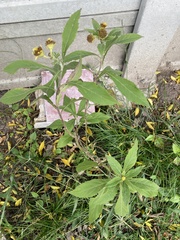 Verbesina subcordata