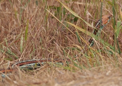 Thamnophis sirtalis tetrataenia