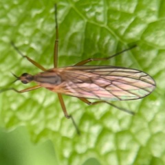 Empis digramma
