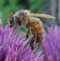 Apis mellifera
