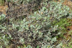 Cistus atriplicifolius