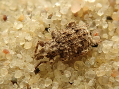 Gronops inaequalis