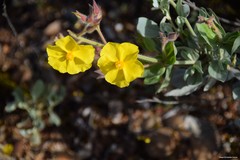 Cistus atriplicifolius