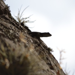 Sceloporus jarrovii