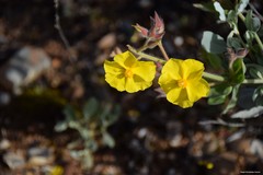 Cistus atriplicifolius