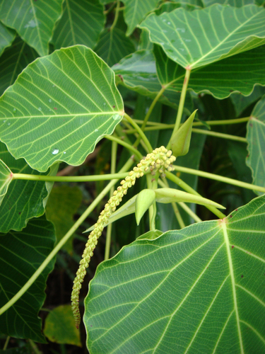 Homalanthus nutans