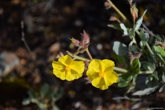 Cistus atriplicifolius