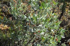 Cistus atriplicifolius