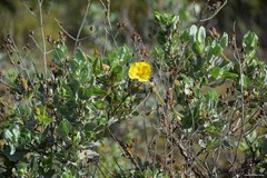 Cistus atriplicifolius