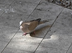 Streptopelia decaocto