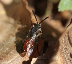 Nomada fabriciana