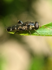 Syritta pipiens