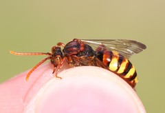 Nomada flava