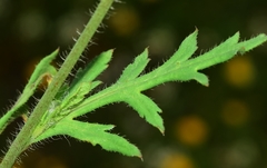 Papaver pinnatifidum