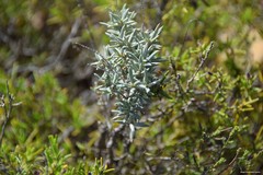 Helianthemum syriacum