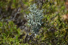 Helianthemum syriacum