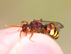 Nomada flava