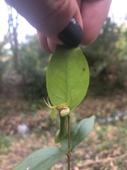 Misumenops callinurus